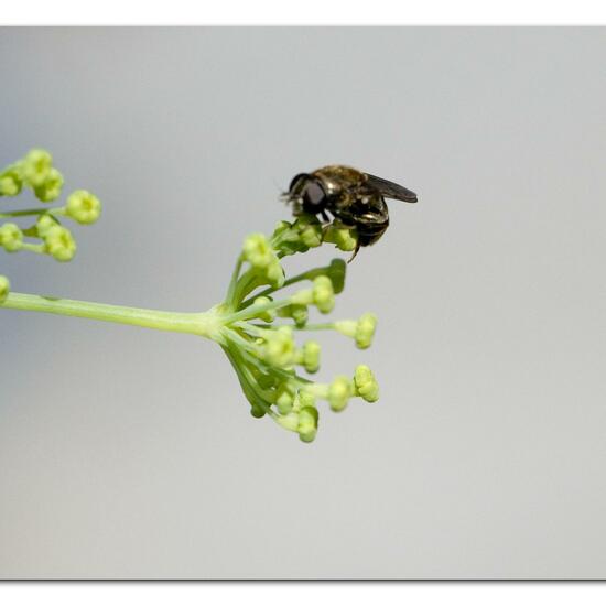 Eumerus funeralis: Animal in habitat Garden in the NatureSpots App