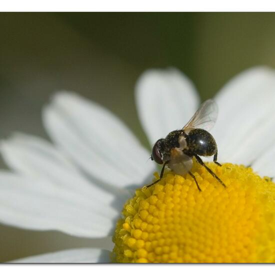 Cistogaster globosa: Animal in habitat Garden in the NatureSpots App