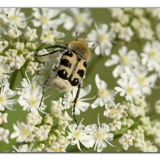 Trichius gallicus zonatus: Animal in habitat Road or Transportation in the NatureSpots App