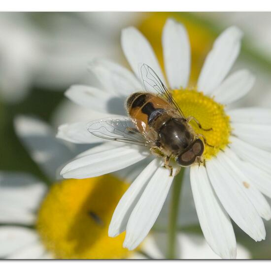 Eristalis arbustorum: Animal in habitat Garden in the NatureSpots App