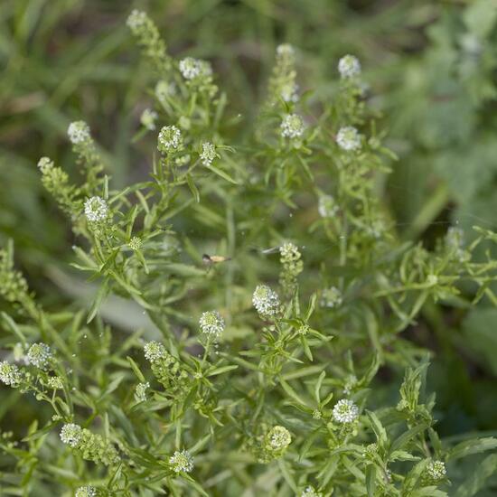 Lepidium virginicum: Plant in habitat Road or Transportation in the NatureSpots App