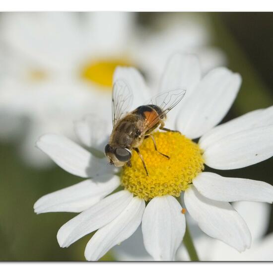 Eristalis arbustorum: Animal in habitat Garden in the NatureSpots App