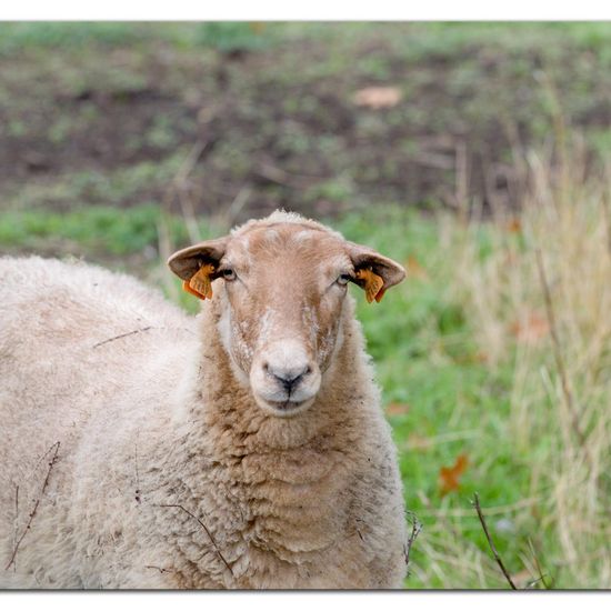 Domesticated sheep: Animal in habitat Agricultural meadow in the NatureSpots App