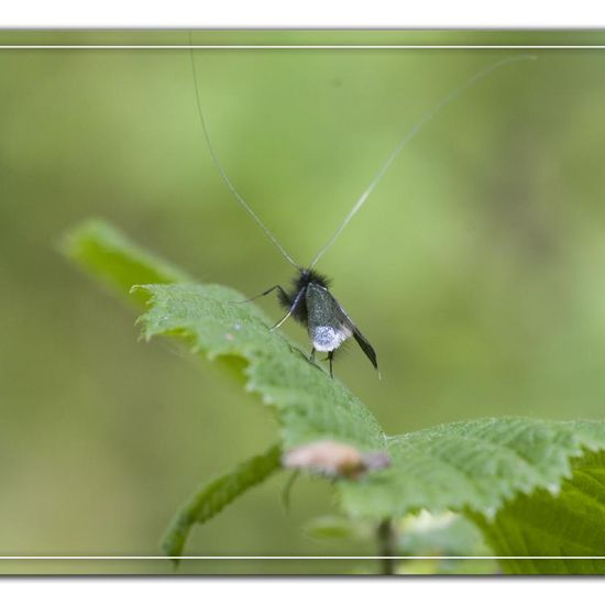 Green Longhorn: Animal in habitat Grassland in the NatureSpots App