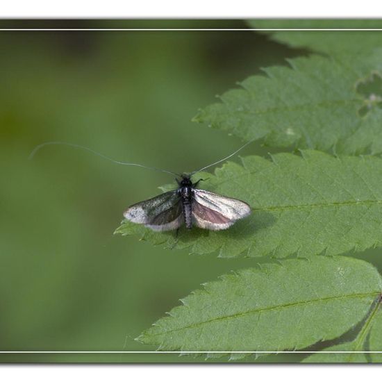 Green Longhorn: Animal in habitat Grassland in the NatureSpots App