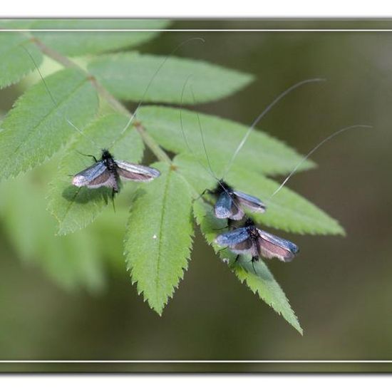 Green Longhorn: Animal in habitat Grassland in the NatureSpots App