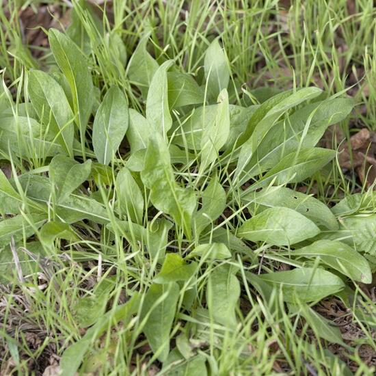 Centaurea jacea: Plant in habitat Road or Transportation in the NatureSpots App