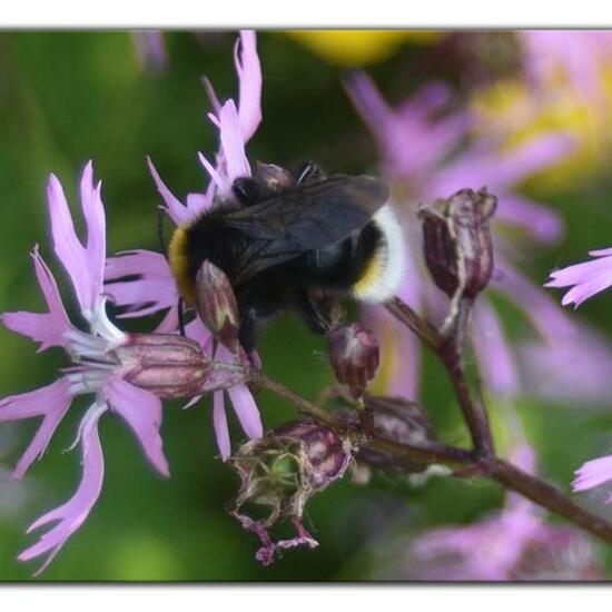 Bombus vestalis: Animal in habitat Natural Meadow in the NatureSpots App