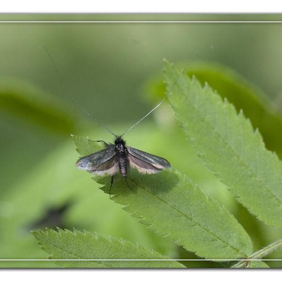 Green Longhorn: Animal in habitat Grassland in the NatureSpots App