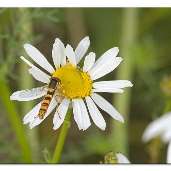 Cistogaster globosa: Animal in habitat Garden in the NatureSpots App