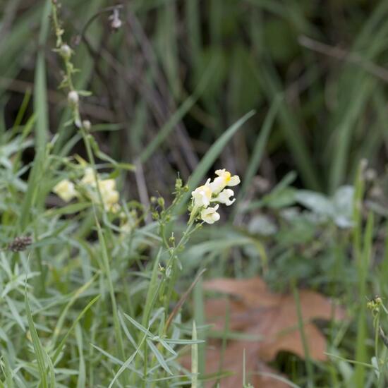 Linaria vulgaris: Plant in habitat Road or Transportation in the NatureSpots App