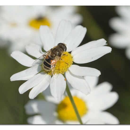 Eristalis arbustorum: Animal in habitat Garden in the NatureSpots App