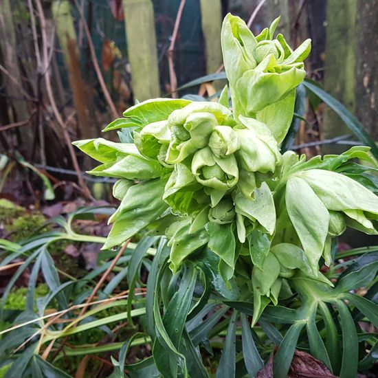 Helleborus niger: Plant in habitat Garden in the NatureSpots App