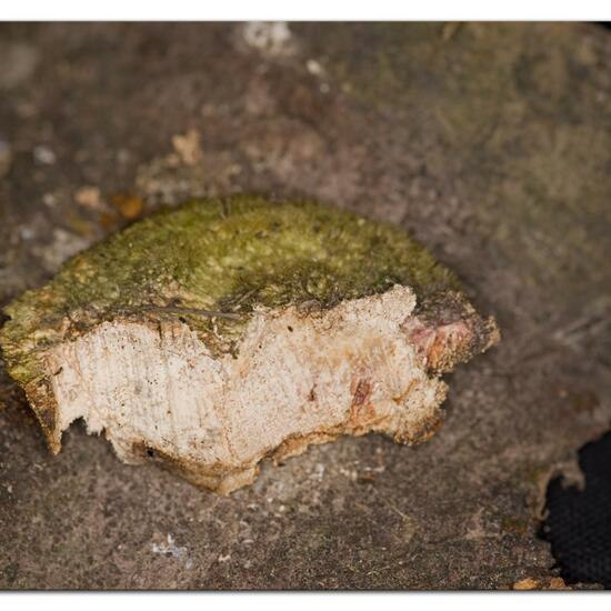 Trametes hirsuta: Mushroom in habitat Garden in the NatureSpots App