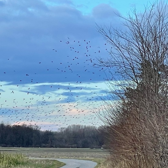 Rook: Animal in habitat Crop cultivation in the NatureSpots App