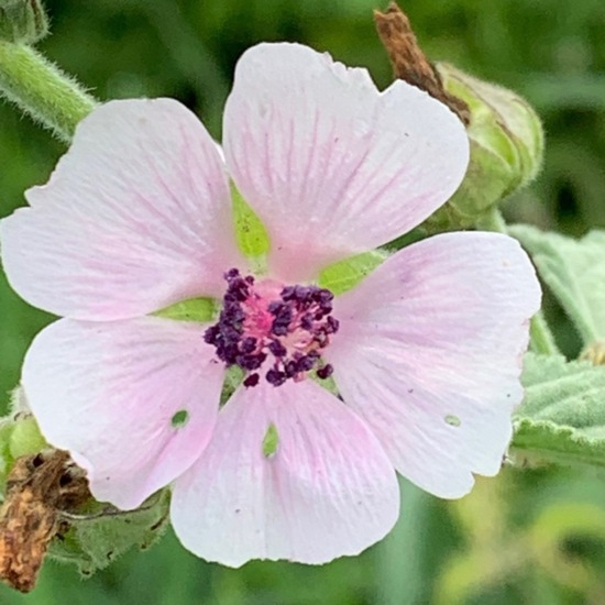 Althaea officinalis: Plant in habitat Grassland in the NatureSpots App