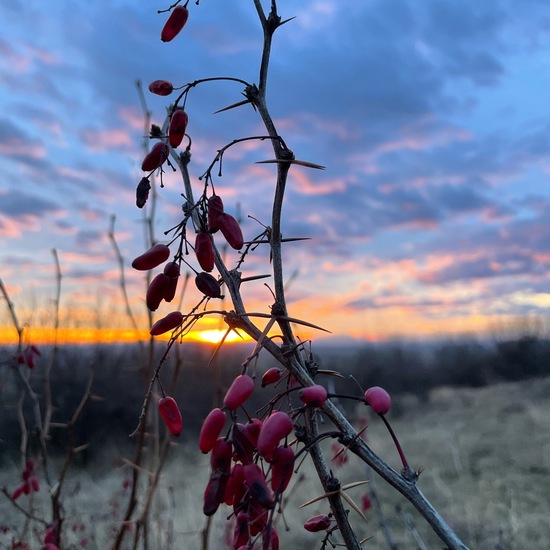 Berberis thunbergii: Plant in nature in the NatureSpots App