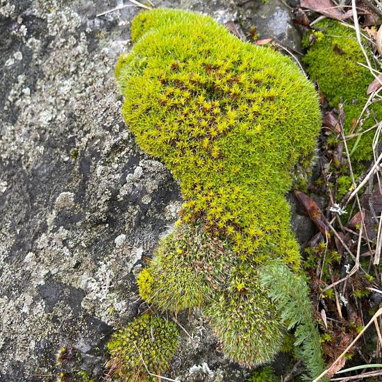 Grimmia pulvinata: Plant in habitat Grassland in the NatureSpots App