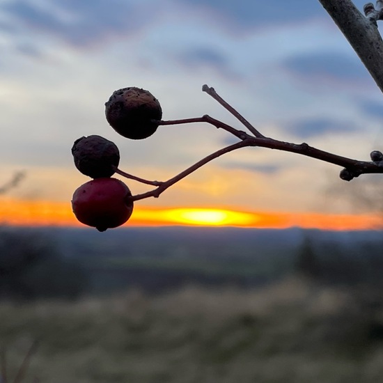 Crataegus: Plant in habitat Grassland in the NatureSpots App