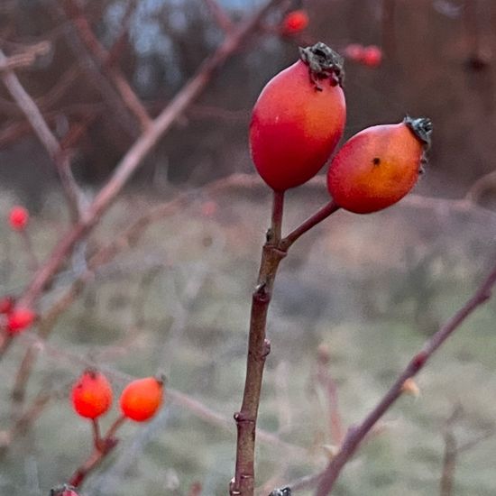 Rosa canina: Plant in habitat Grassland in the NatureSpots App