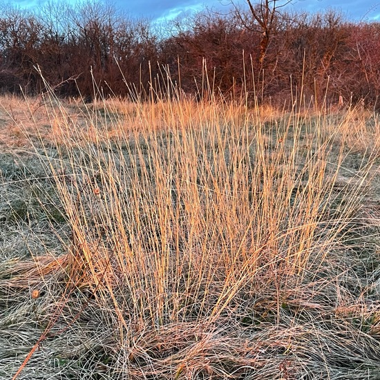 Purple moor-grass: Plant in habitat Grassland in the NatureSpots App