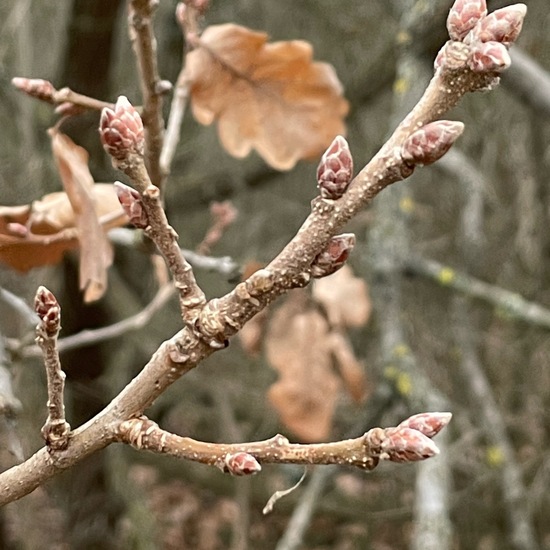 Quercus pubescens: Plant in nature in the NatureSpots App