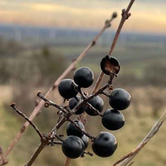 Ligustrum vulgare: Plant in habitat Agricultural meadow in the NatureSpots App