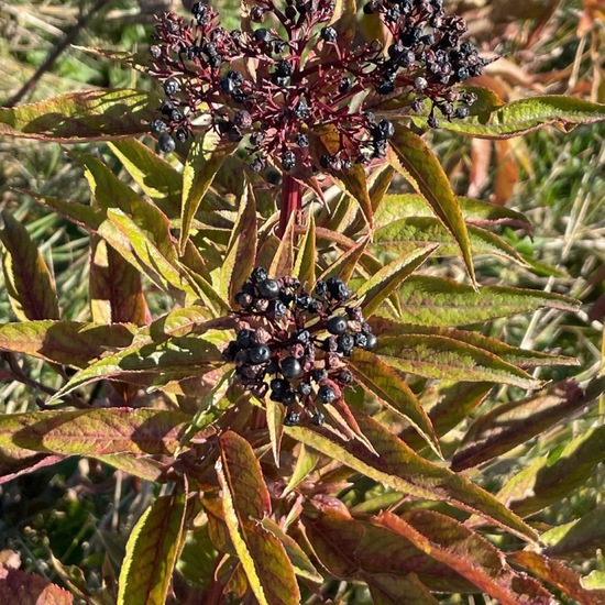 Sambucus ebulus: Plant in habitat Grassland in the NatureSpots App