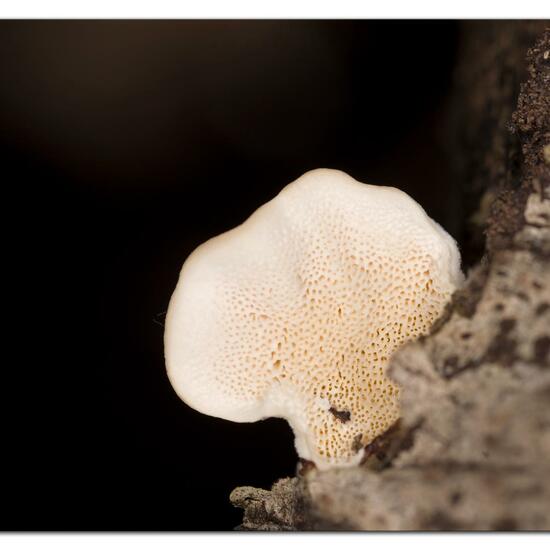 Bjerkandera adusta: Mushroom in habitat Garden in the NatureSpots App