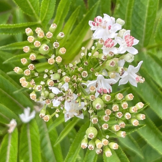 Sambucus ebulus: Plant in habitat Grassland in the NatureSpots App