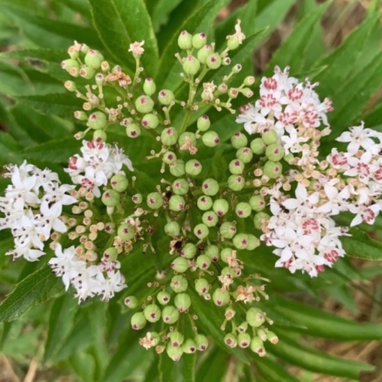 Sambucus ebulus: Plant in habitat Grassland in the NatureSpots App