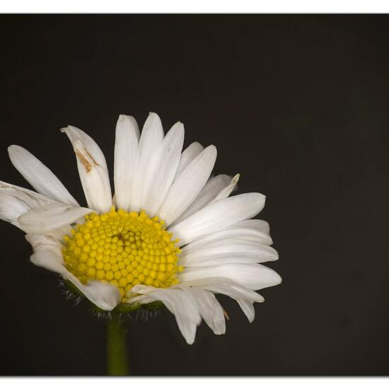 Bellis perennis: Plant in habitat Agricultural meadow in the NatureSpots App