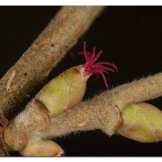 Corylus avellana: Plant in habitat Semi-natural grassland in the NatureSpots App