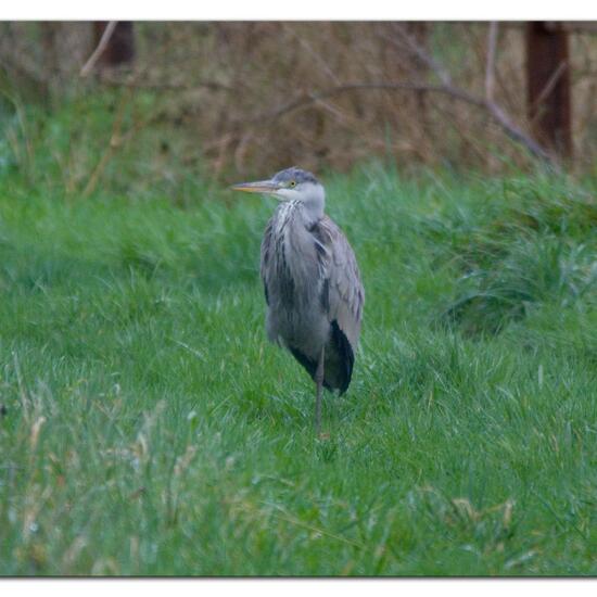 Grey Heron: Animal in habitat Agricultural meadow in the NatureSpots App