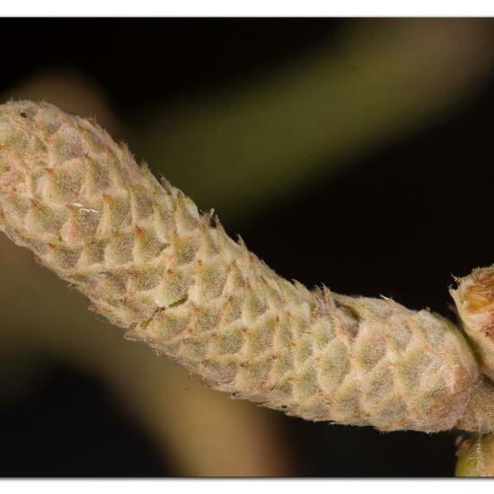 Corylus avellana: Plant in habitat Semi-natural grassland in the NatureSpots App