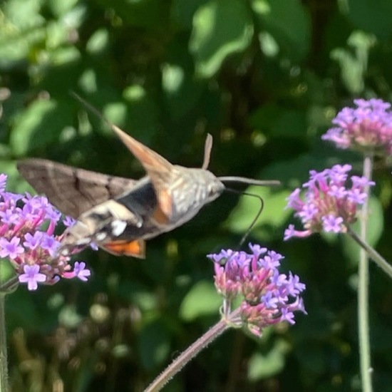 Macroglossum stellatarum: Animal in habitat City and Urban in the NatureSpots App