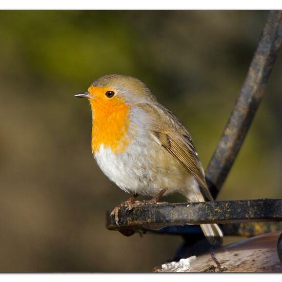 European robin: Animal in habitat Garden in the NatureSpots App