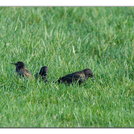 Common Starling: Animal in habitat Agricultural meadow in the NatureSpots App