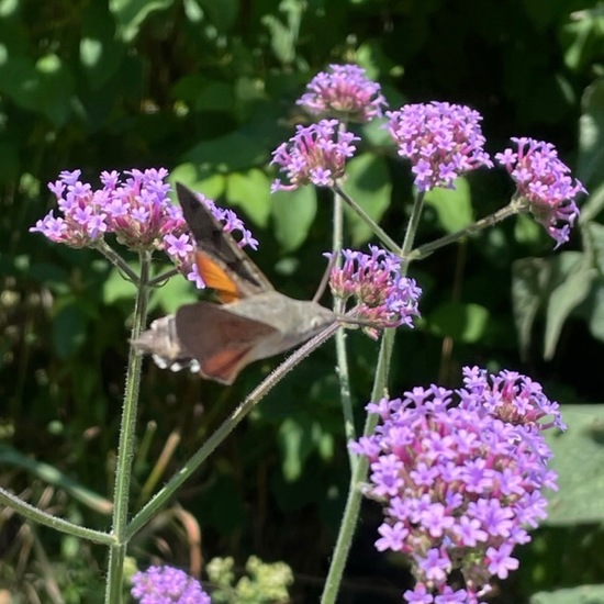 Macroglossum stellatarum: Animal in habitat City and Urban in the NatureSpots App