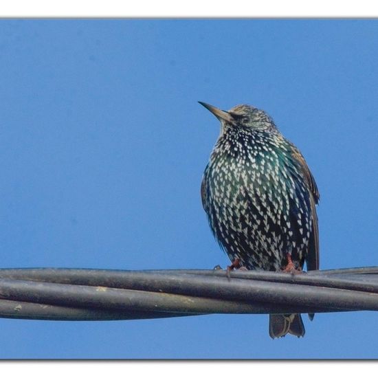 Common Starling: Animal in habitat Agricultural meadow in the NatureSpots App