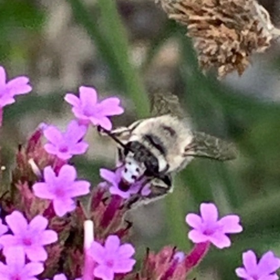 Anthophora: Animal in habitat Garden in the NatureSpots App