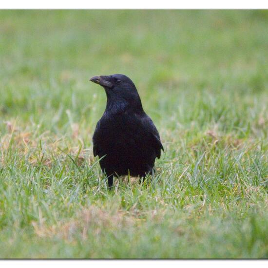 Carrion Crow: Animal in habitat Agricultural meadow in the NatureSpots App