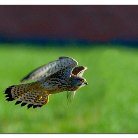 Common Kestrel: Animal in habitat Agriculture in the NatureSpots App