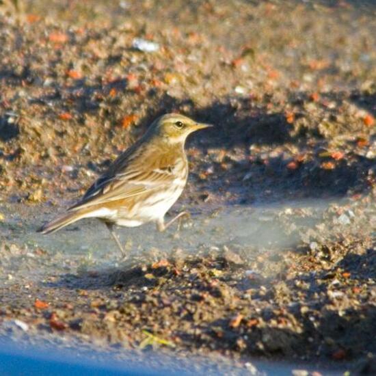 Water Pipit: Animal in habitat Agricultural meadow in the NatureSpots App