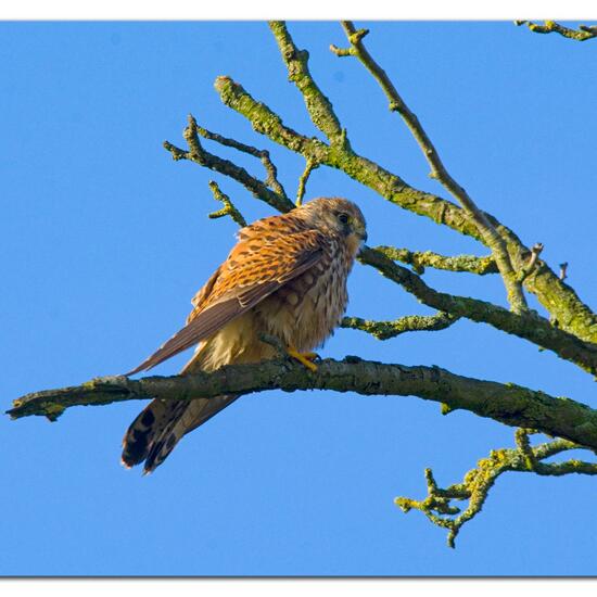 Common Kestrel: Animal in habitat Agriculture in the NatureSpots App