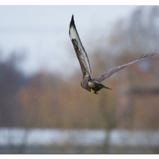 Common Buzzard: Animal in habitat Agricultural meadow in the NatureSpots App