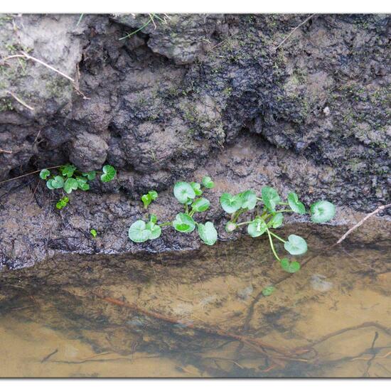Ficaria verna: Plant in habitat Backyard in the NatureSpots App