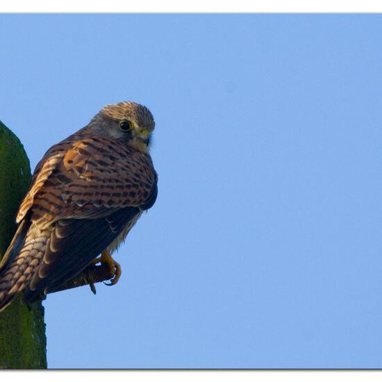 Common Kestrel: Animal in habitat Agriculture in the NatureSpots App