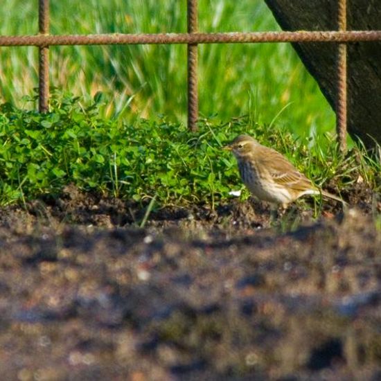 Water Pipit: Animal in habitat Agricultural meadow in the NatureSpots App