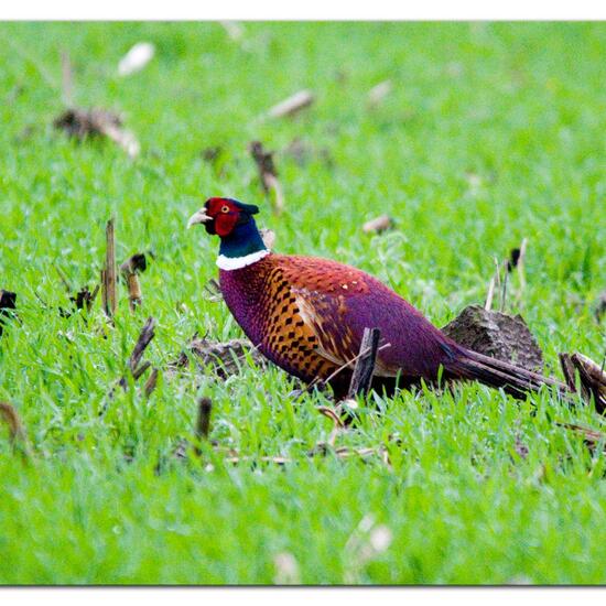 Common Pheasant: Animal in habitat Crop cultivation in the NatureSpots App